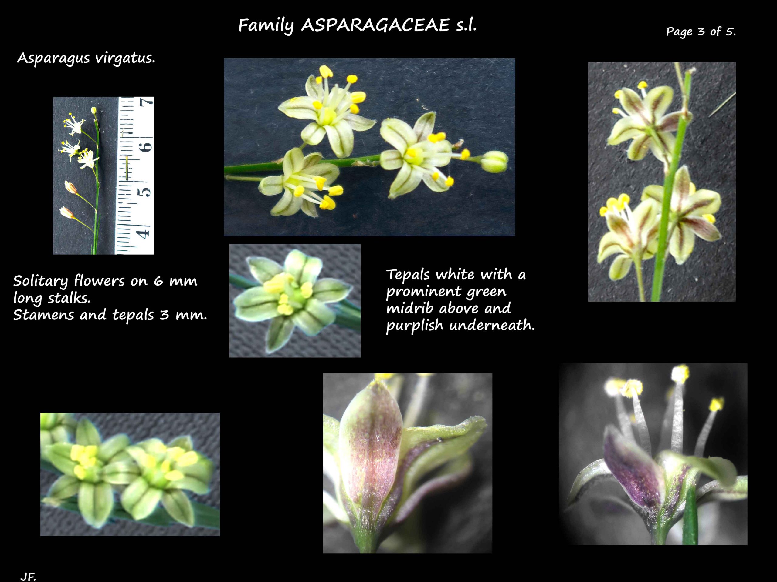 3 Asparagus virgatus flowers
